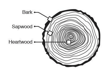 Constructing Wood Cabinets 